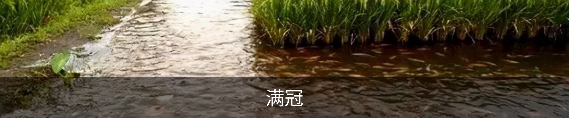 满冠